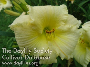 Daylily Snow Almost White